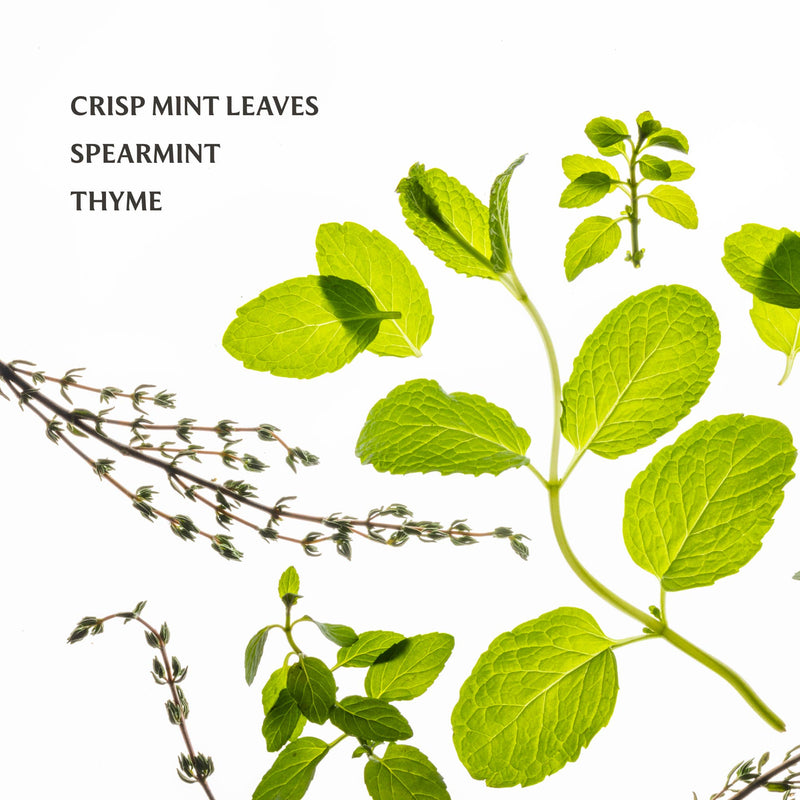 Illustration of mint leaves, spearmint, and thyme on a white background