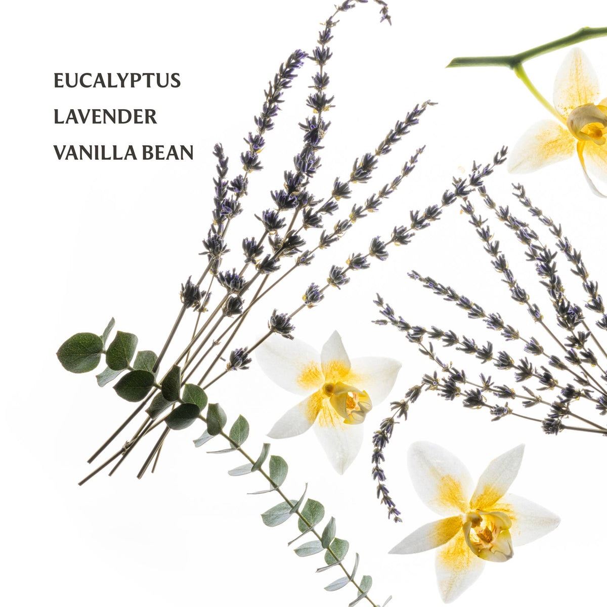 Eucalyptus, lavender, and vanilla bean with flowers on a white background