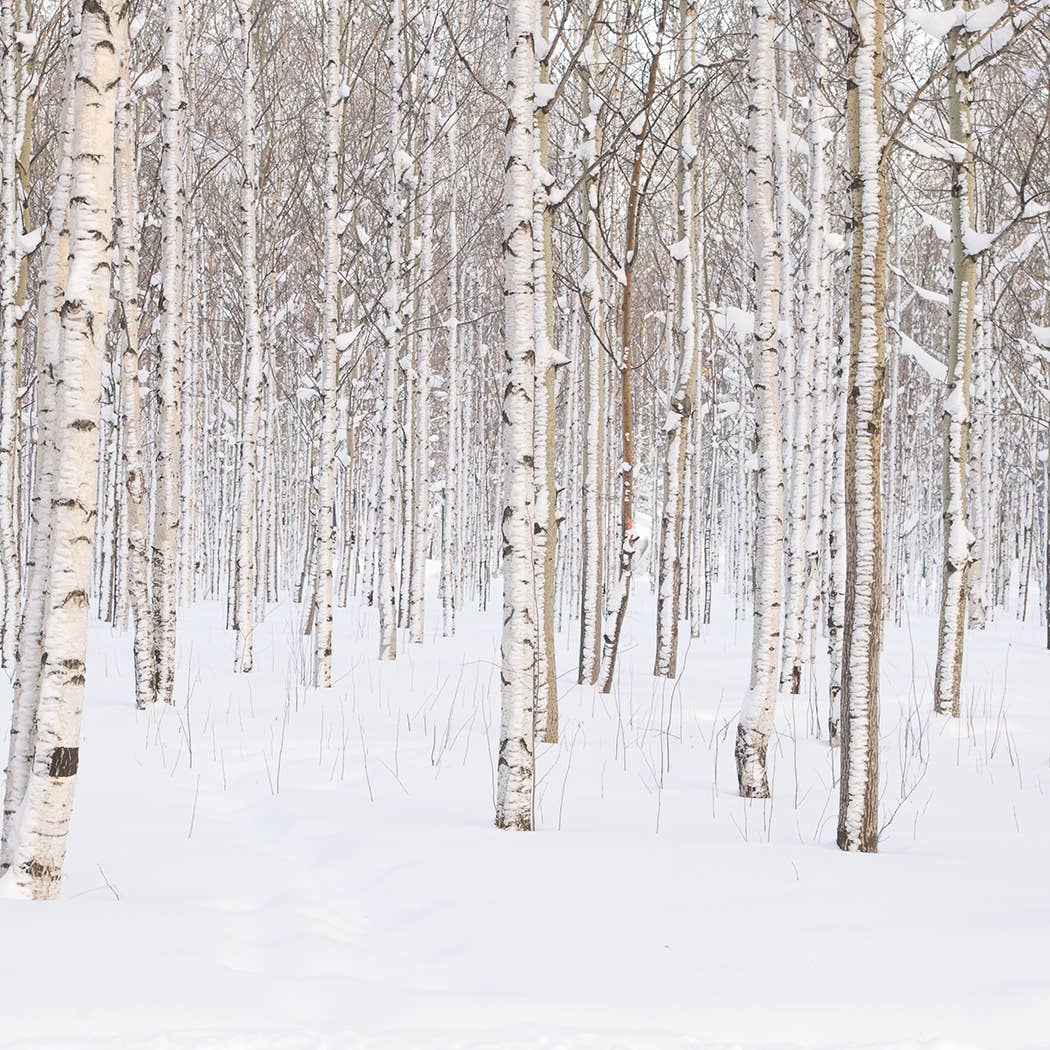 5 oz Cream Jar Candle: Silver Birch